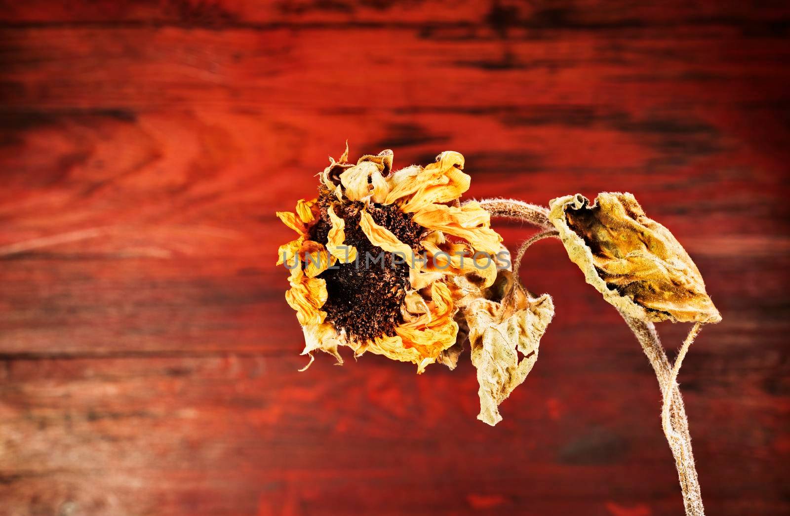 One wilted sunflower on red wooden background 