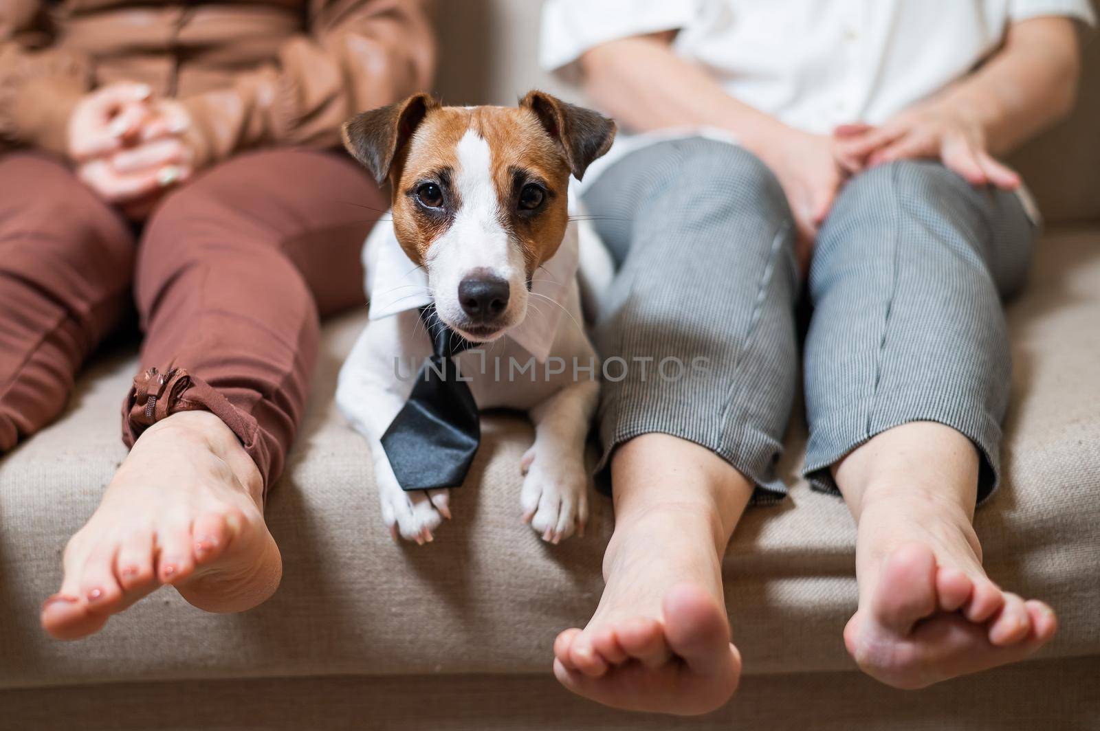 A cute dog Jack Russell Terrier is wearing a tie and sitting with two women on the couch by mrwed54