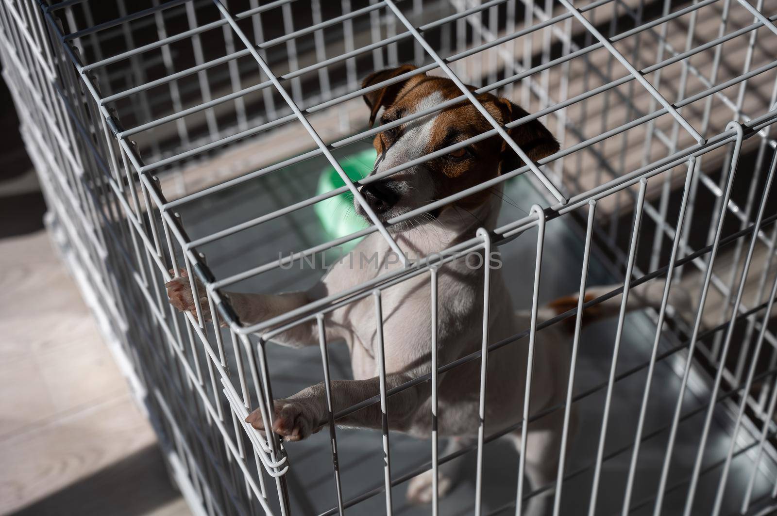 Sad dog Jack Russell Terrier sits in a cage and waits for food at an empty bowl.