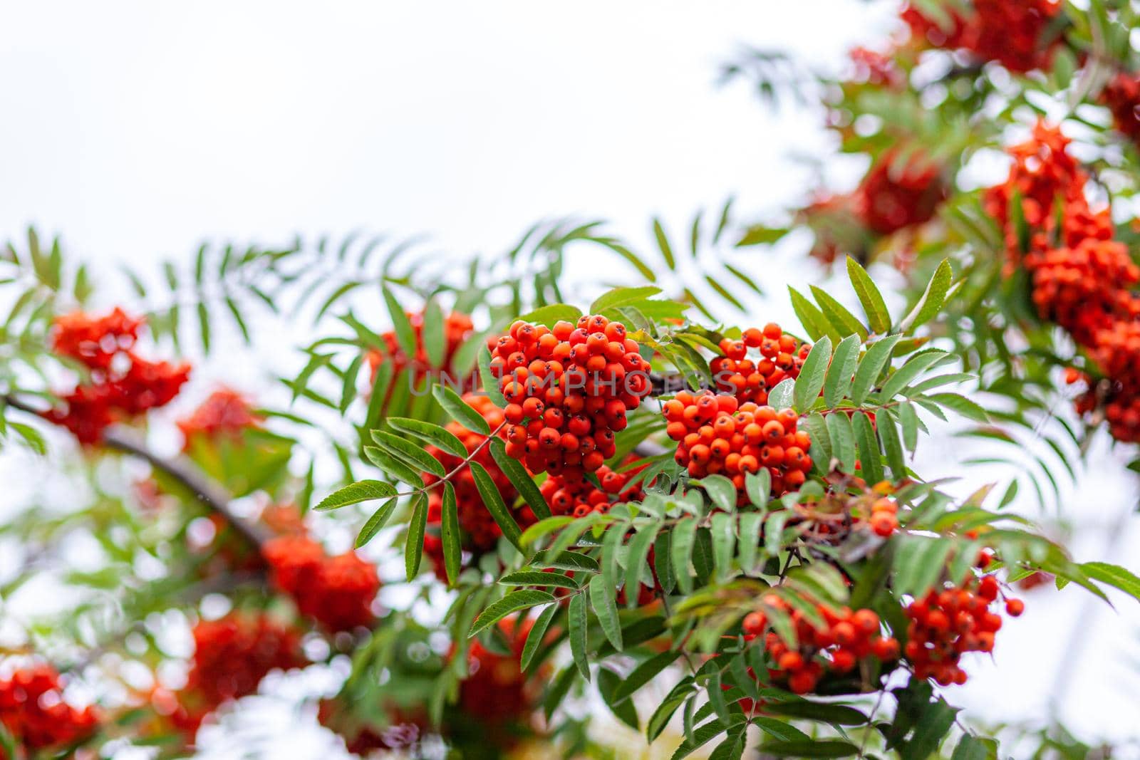 Mountain rowan ash branch berries on blurred green background. Autumn harvest still life scene. Soft focus backdrop photography. Copy space.