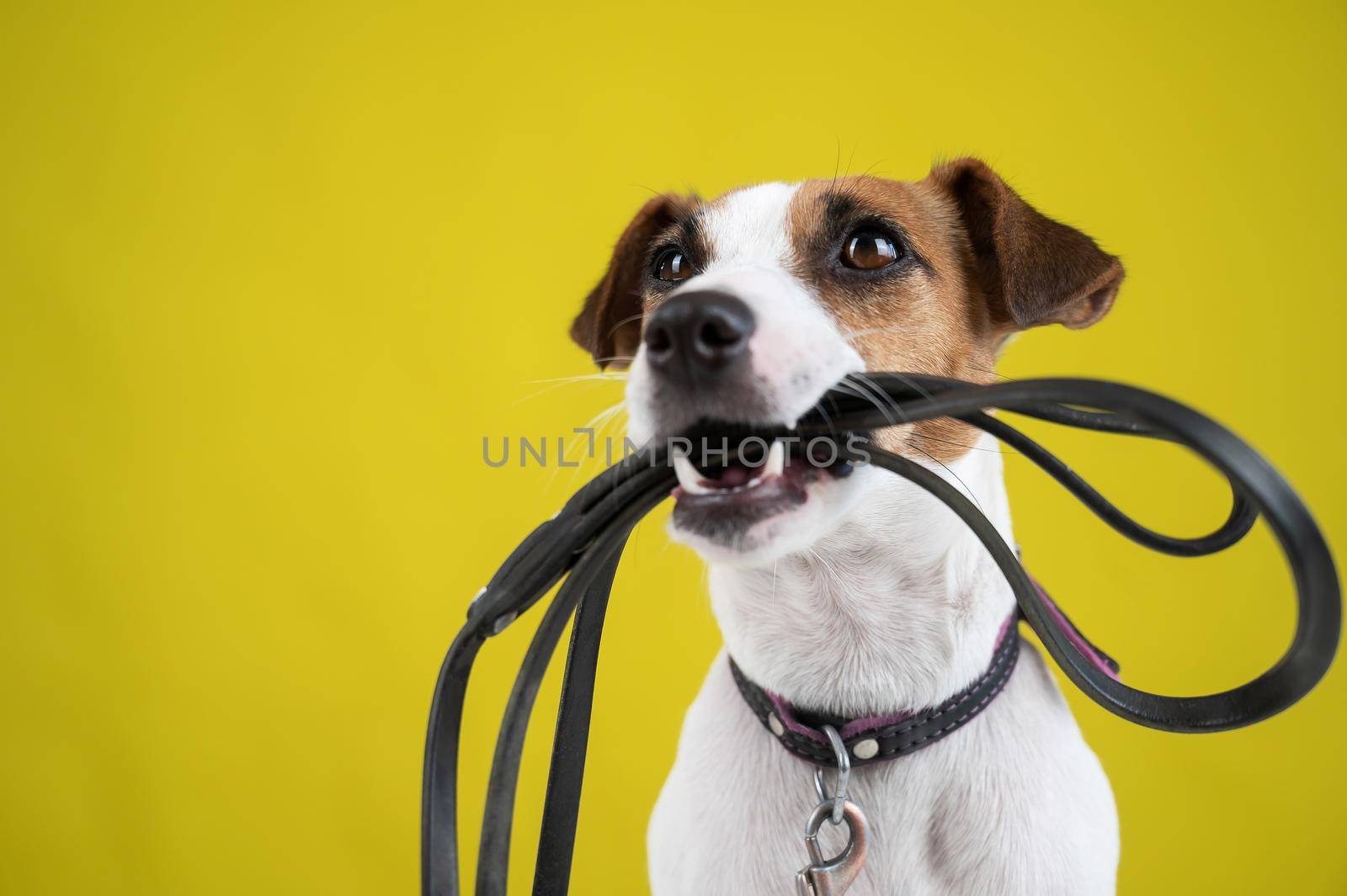 The dog is holding a leash on a yellow background. Jack Russell Terrier calls the owner for a walk
