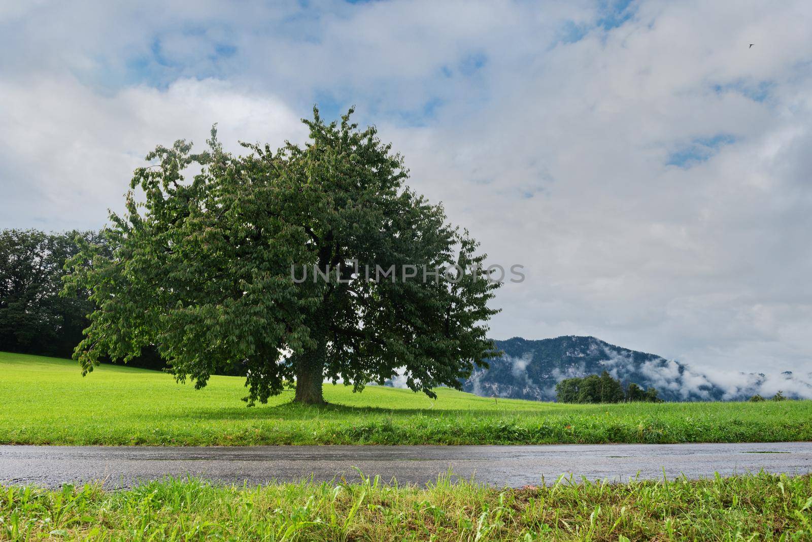 Lonely tree. Beautiful mountains in Switzerland Alps by anytka