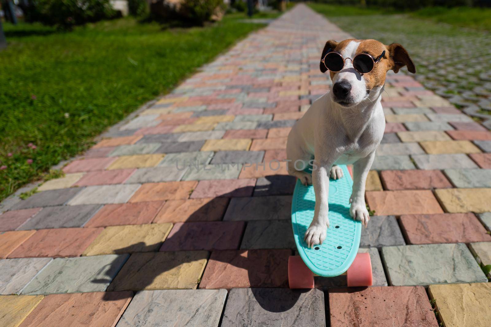Jack russell terrier dog in sunglasses rides a skateboard outdoors on a sunny summer day