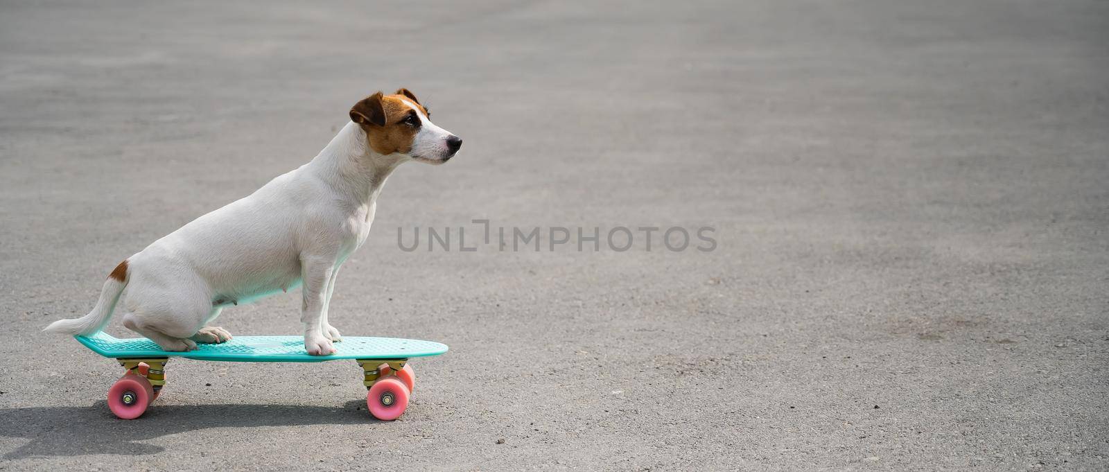 Jack russell terrier dog rides a penny board outdoors by mrwed54