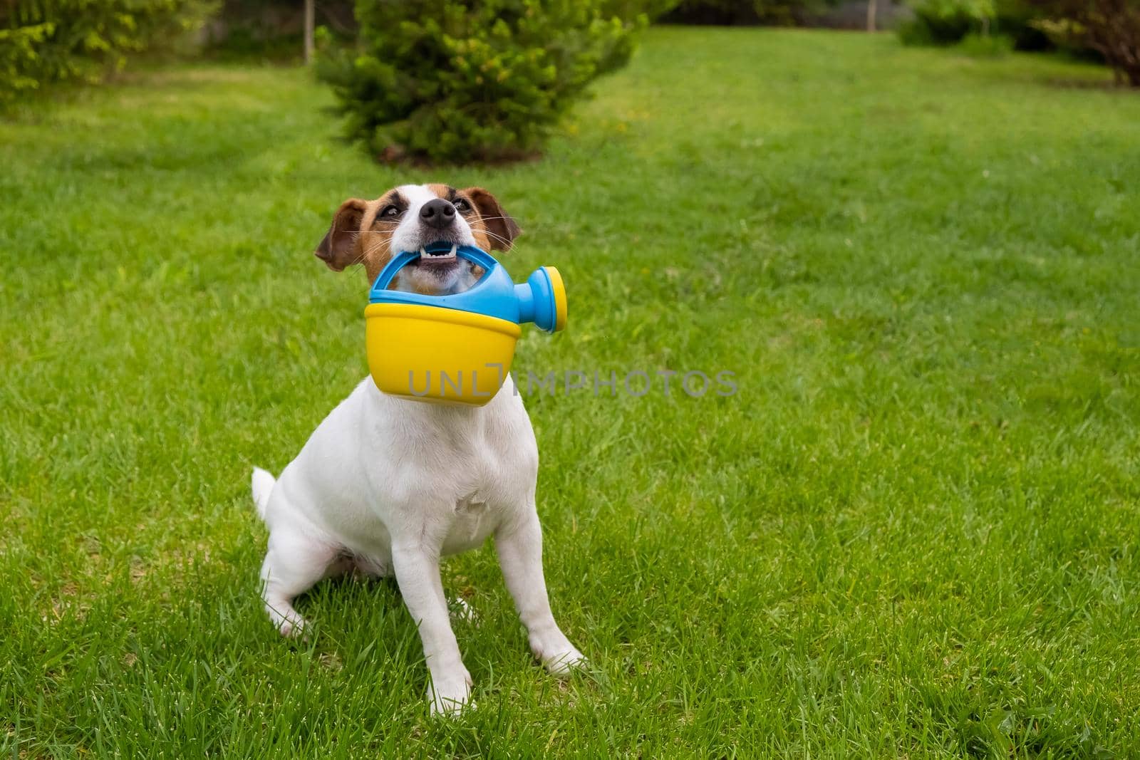 Dog Jack Russell Terrier stands on the lawn and holds a watering can by mrwed54