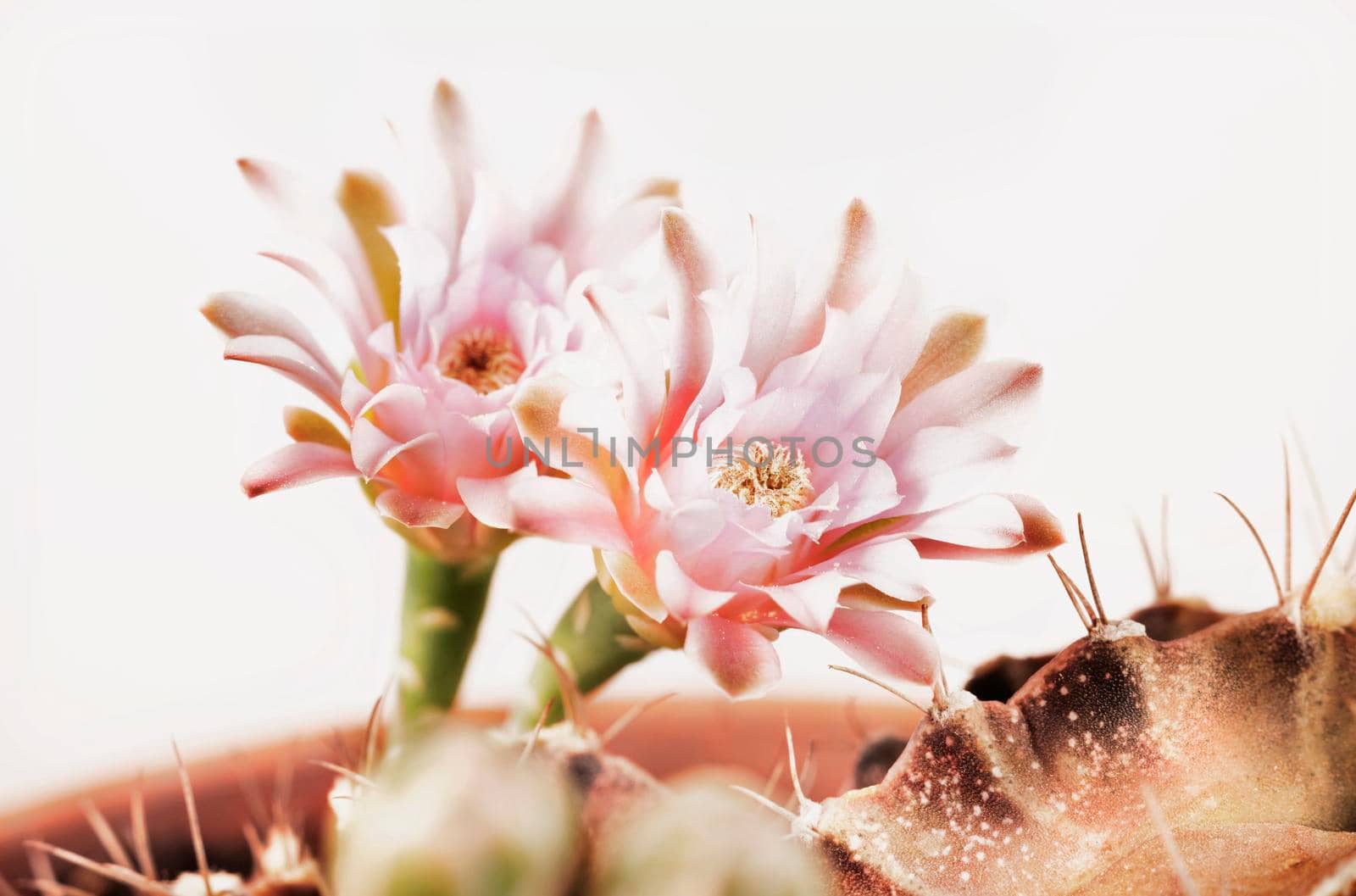 Pink flowers of cactus -gymnocalycium  by victimewalker
