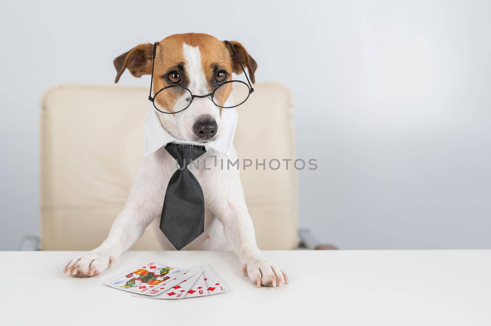 Jack russell terrier dog with glasses and tie plays poker. Addiction to gambling card games. by mrwed54