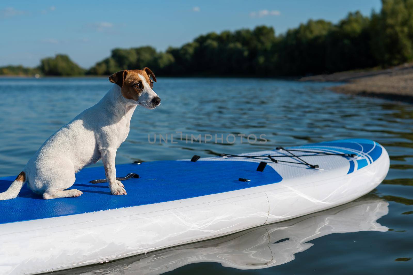 Jack russell terrier dog on a sup board. Summer sport by mrwed54