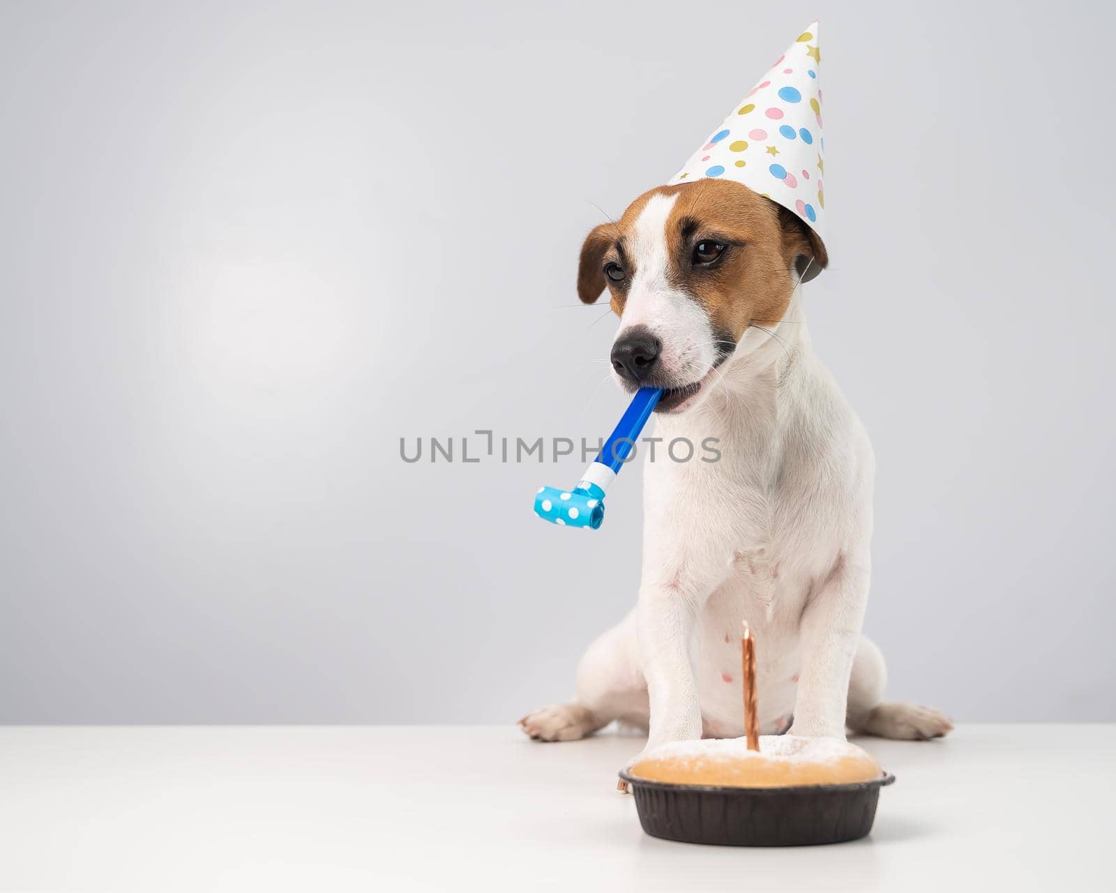 Funny dog Jack Russell Terrier dressed in a birthday cap holding a whistle on a white background. The puppy sits at the table in front of the Candle Pie by mrwed54