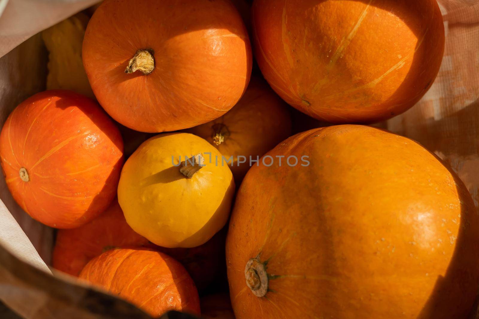 Several ripe pumpkins for Halloween. Autumn harvest