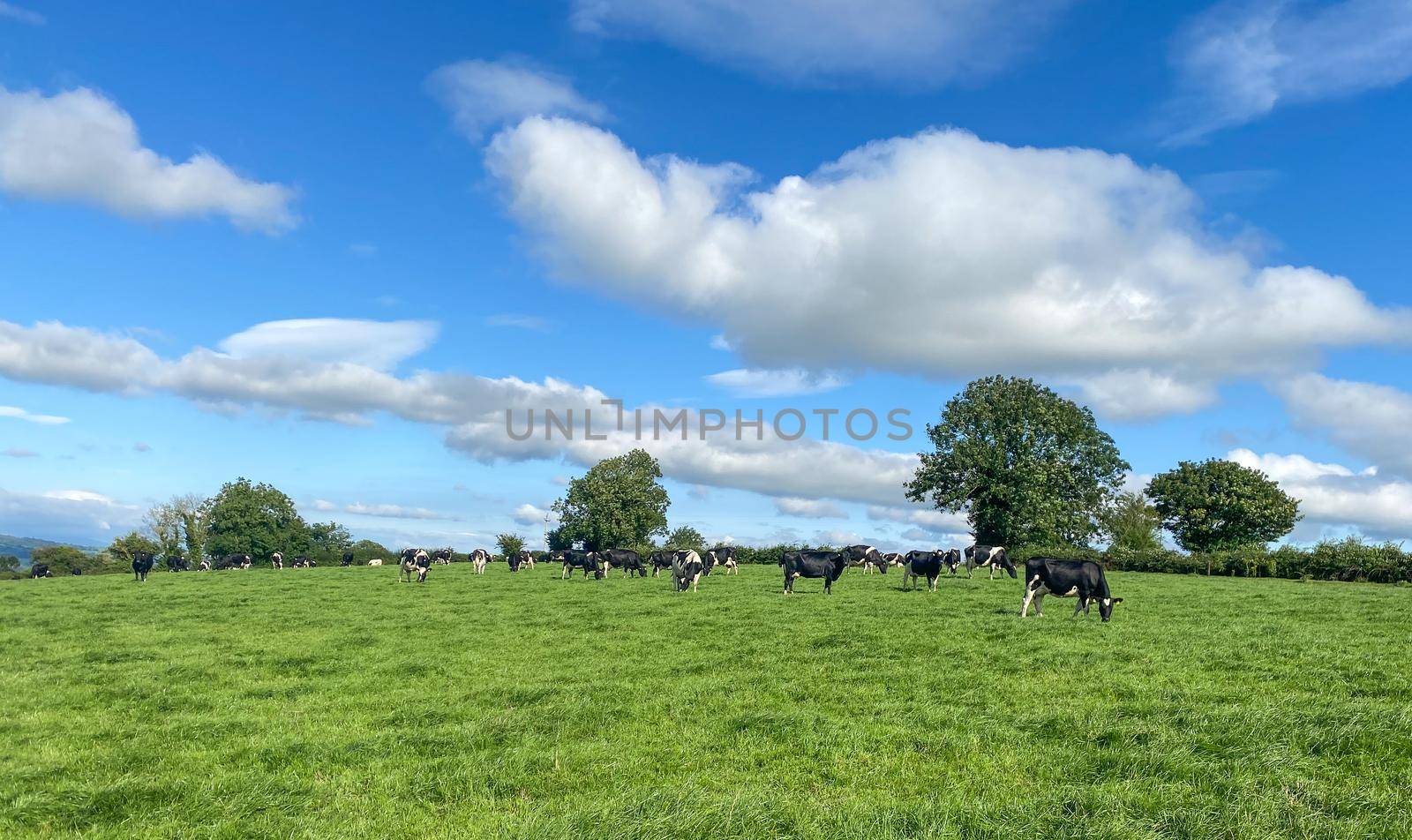 The herd of holstein milk cows grazing on pasture during warm sunny day in summer on blue sky background by balinska_lv