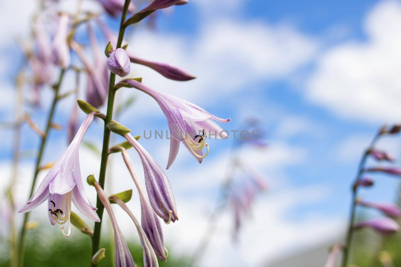 Small purple flowers on blue sky background close up