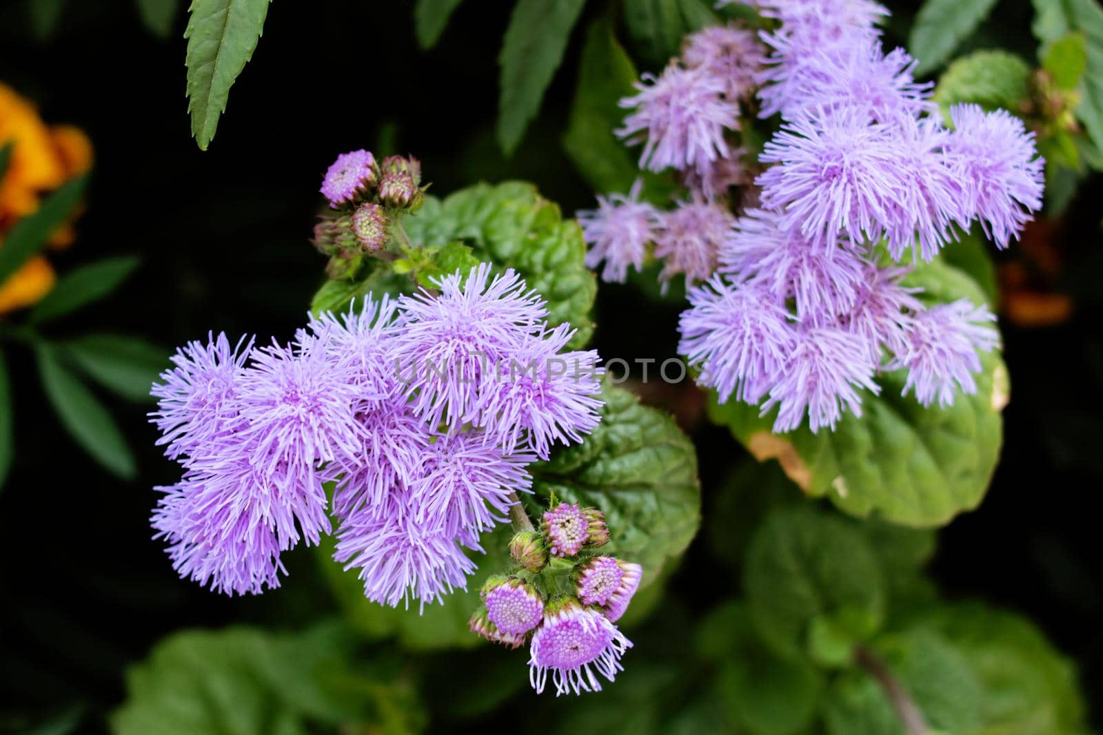 Purple ageratum flowers among green leaves closeup by Vera1703