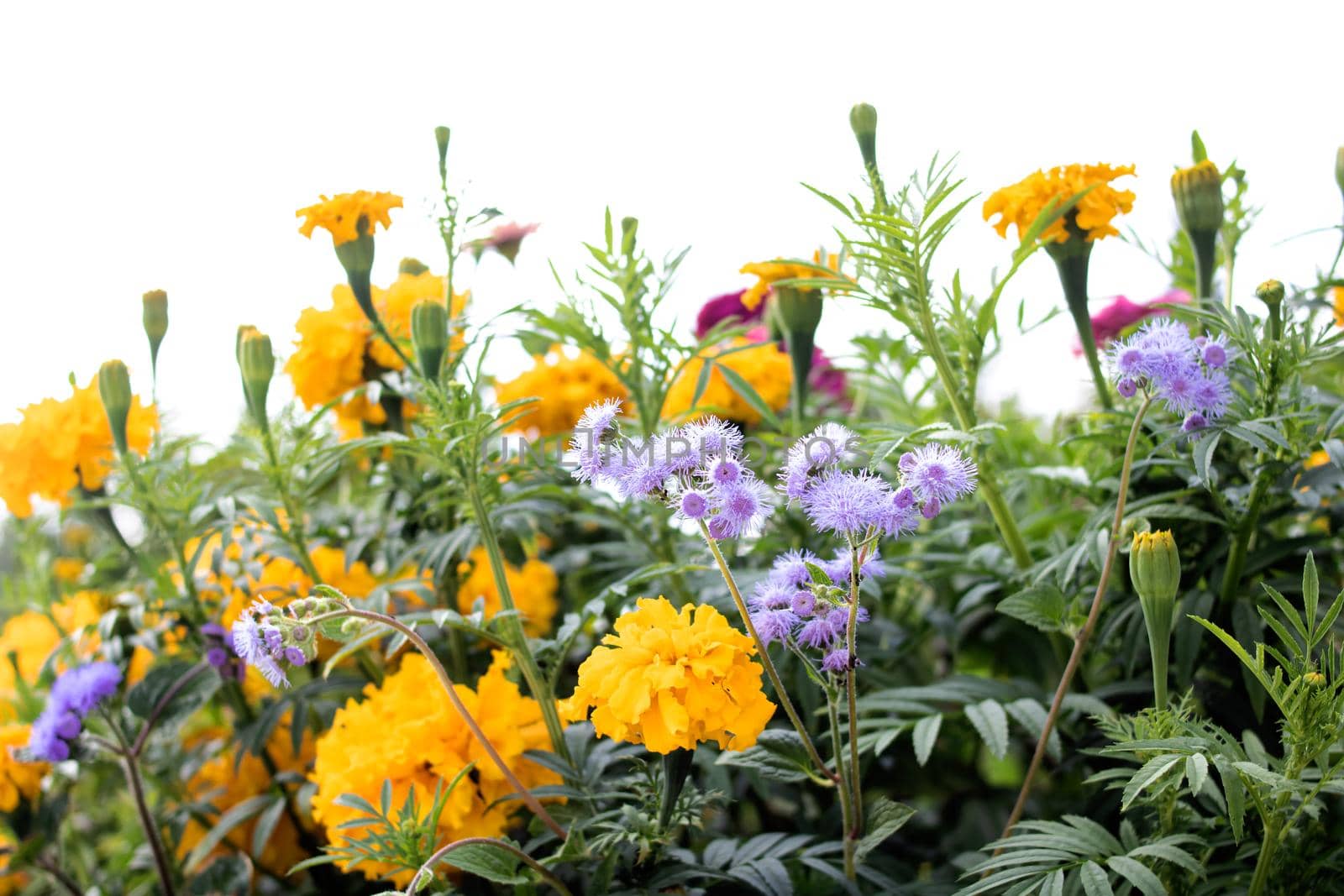 Various bright flowers isolated on a white background
