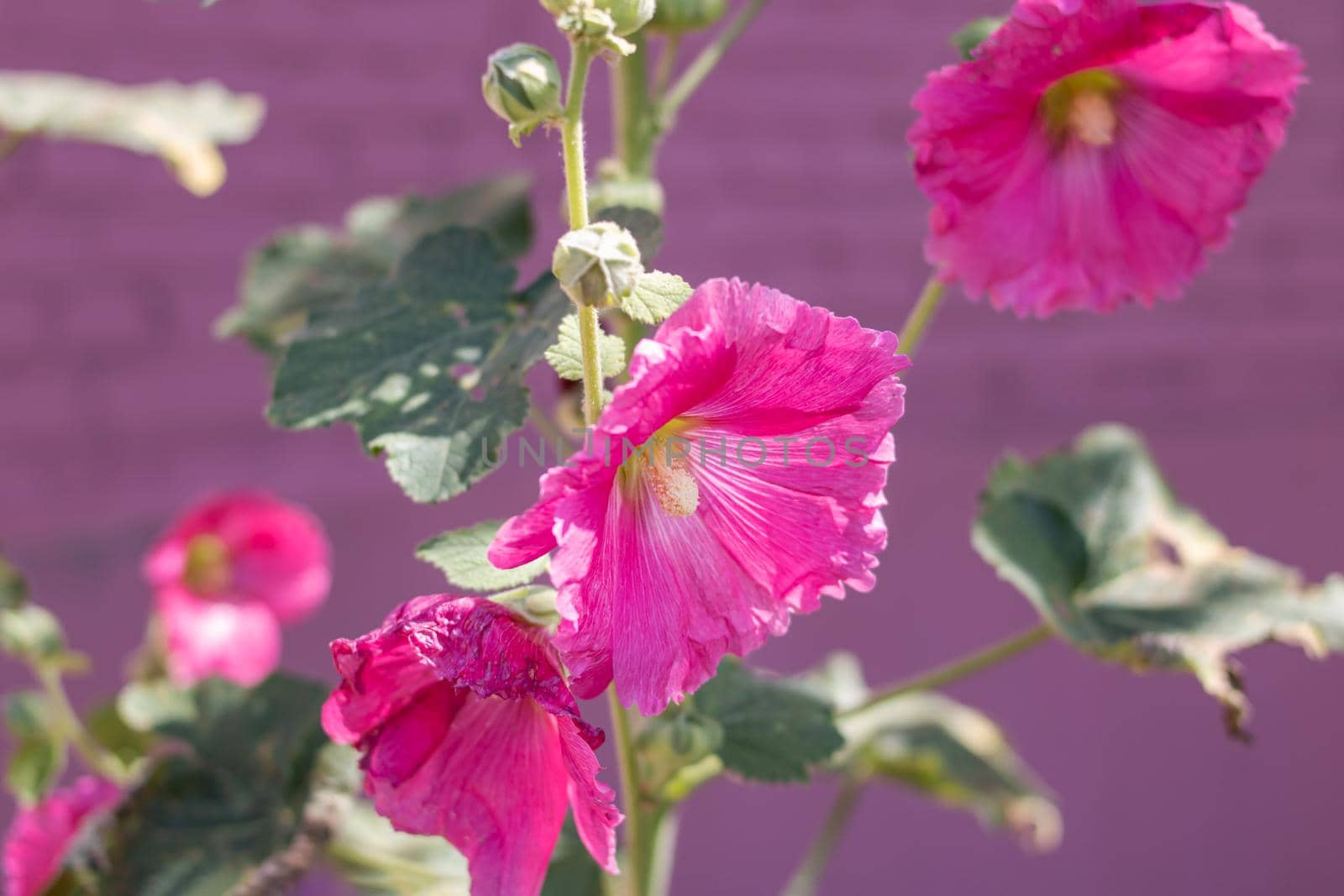 Big pink mallow flower among green leaves close up