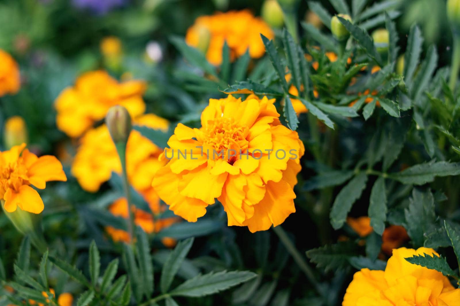Yellow marigold flowers among green leaves closeup by Vera1703