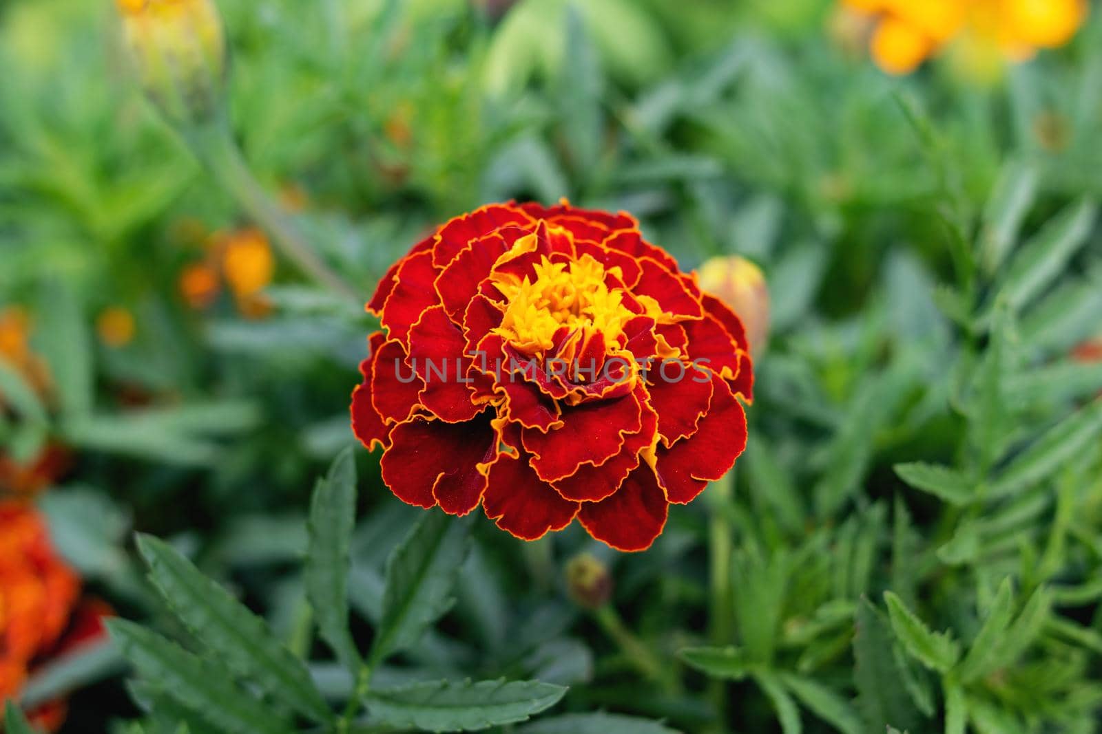 Red marigold flowers among green leaves close up