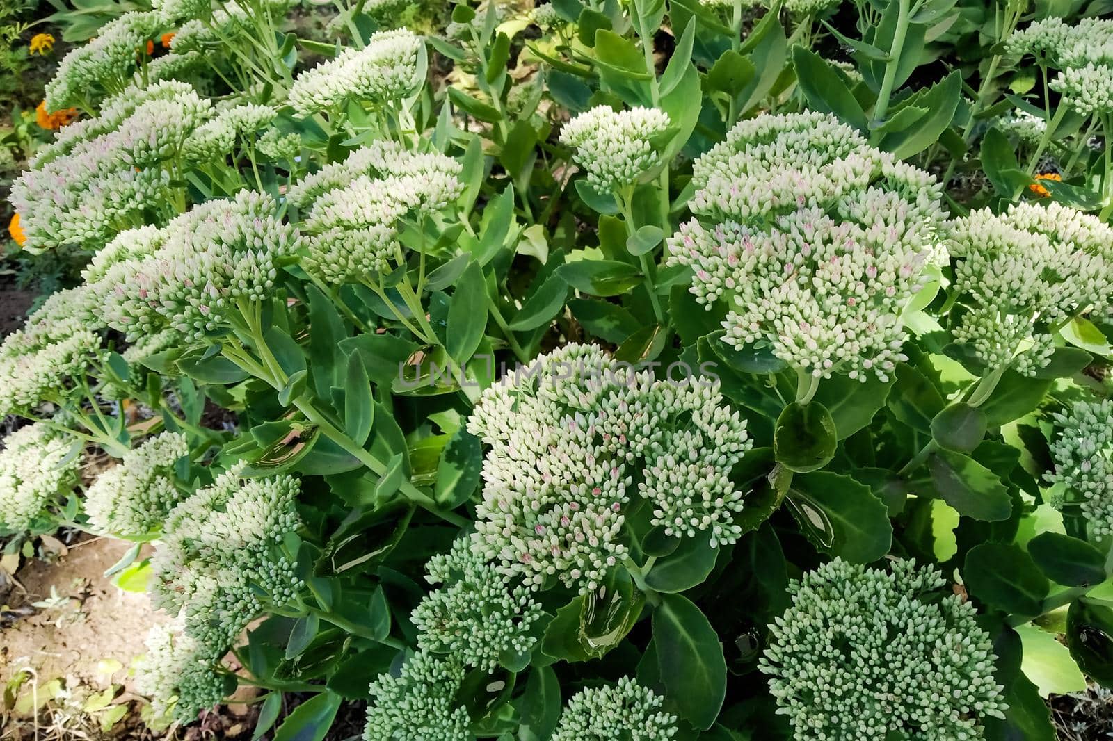 Bright white flowers among green leaves close up