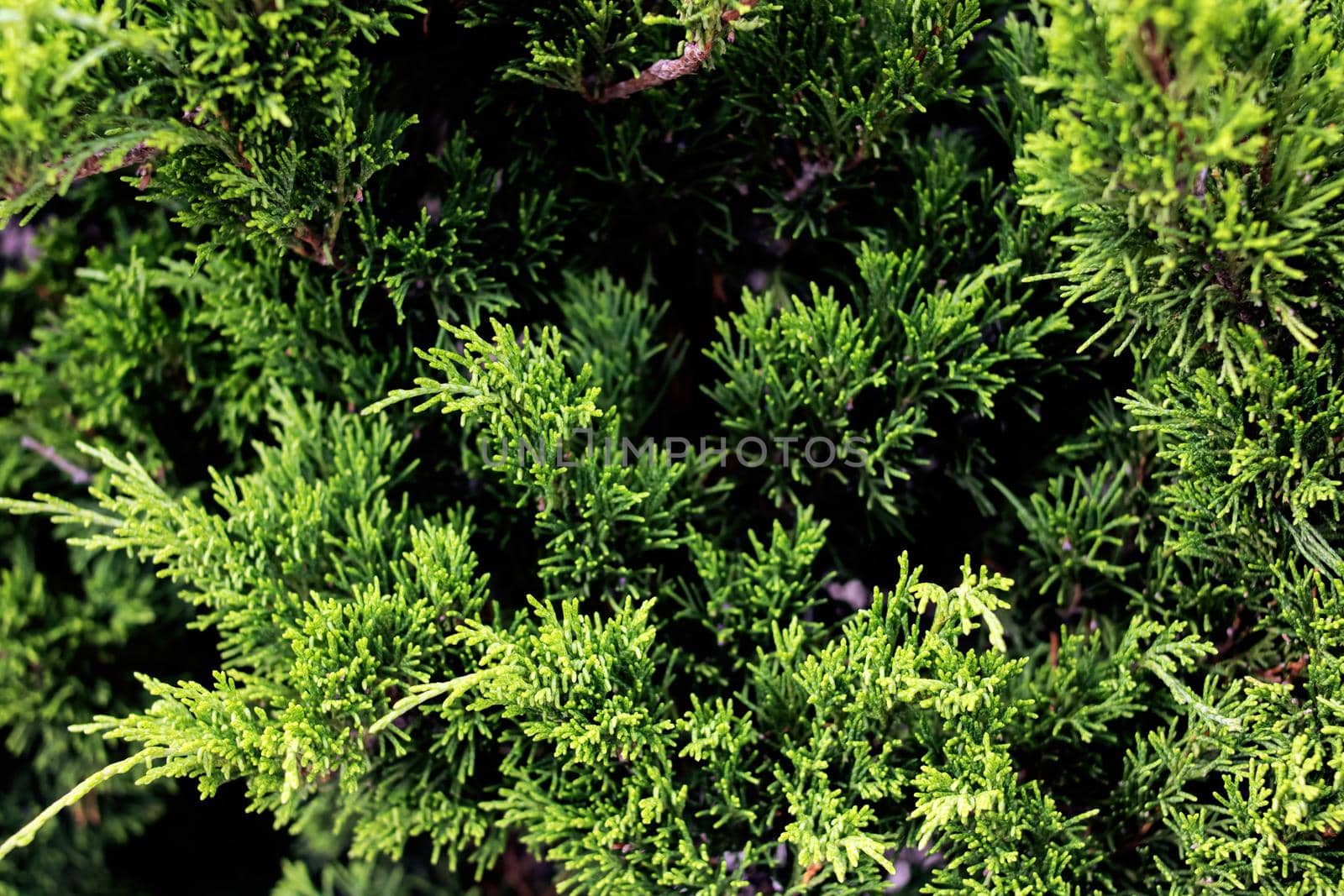 Green branches of juniper close up, nature background