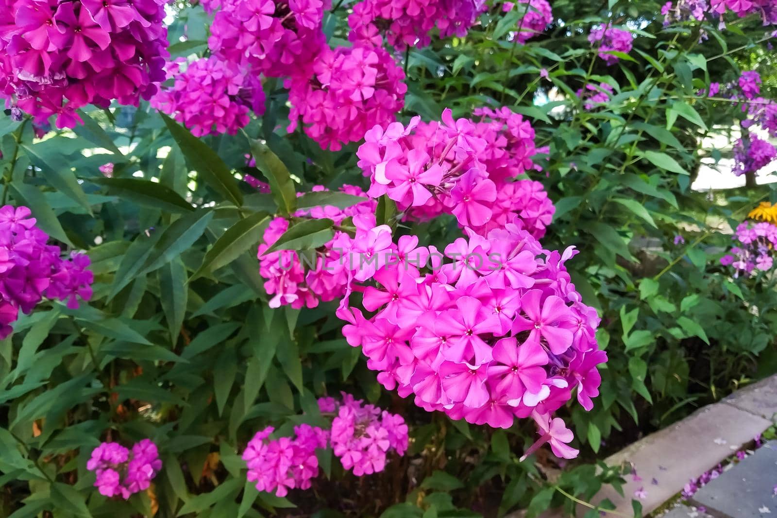 Bright purple flowers among green leaves close up