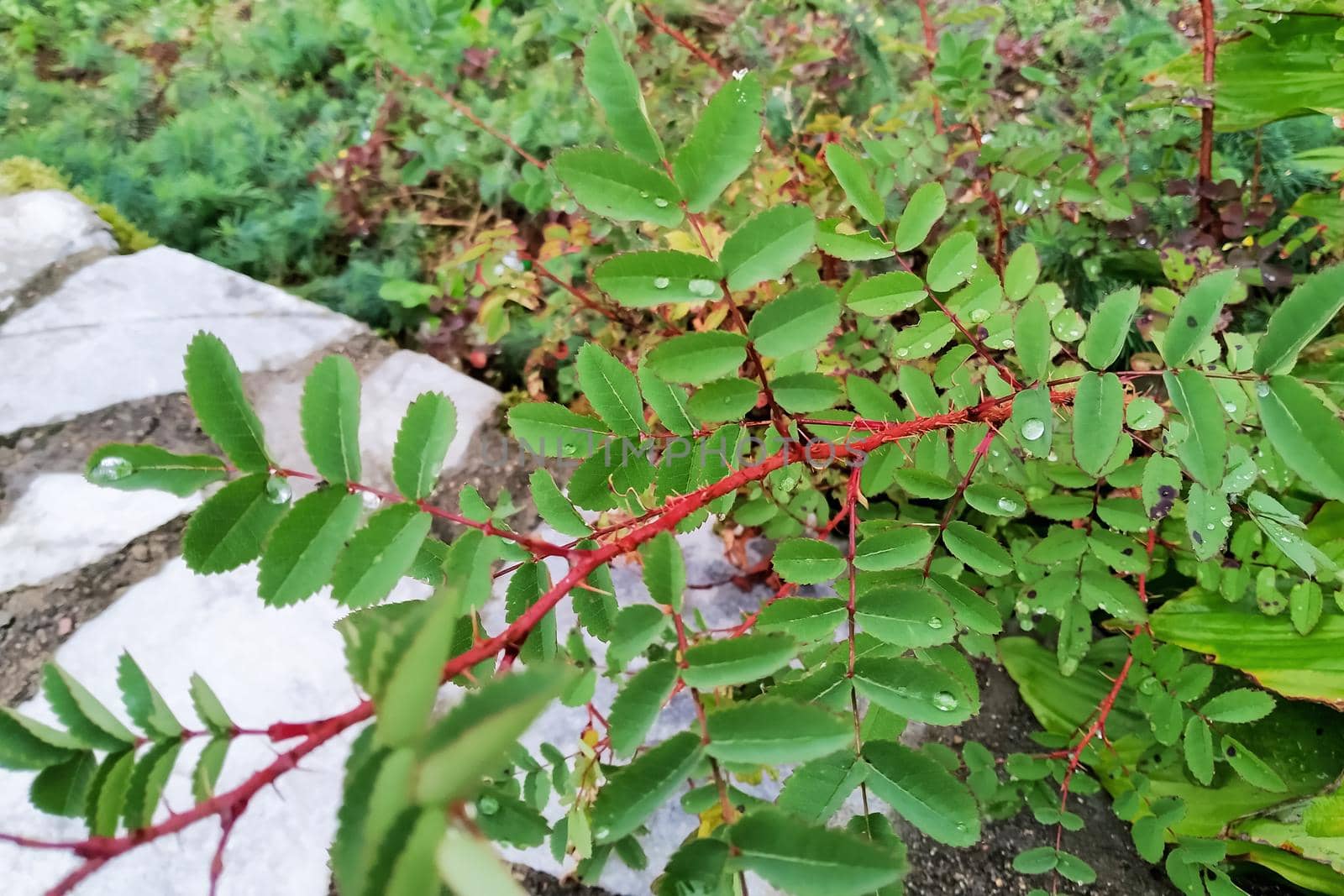 Red branch of a plant with thorns and green leaves