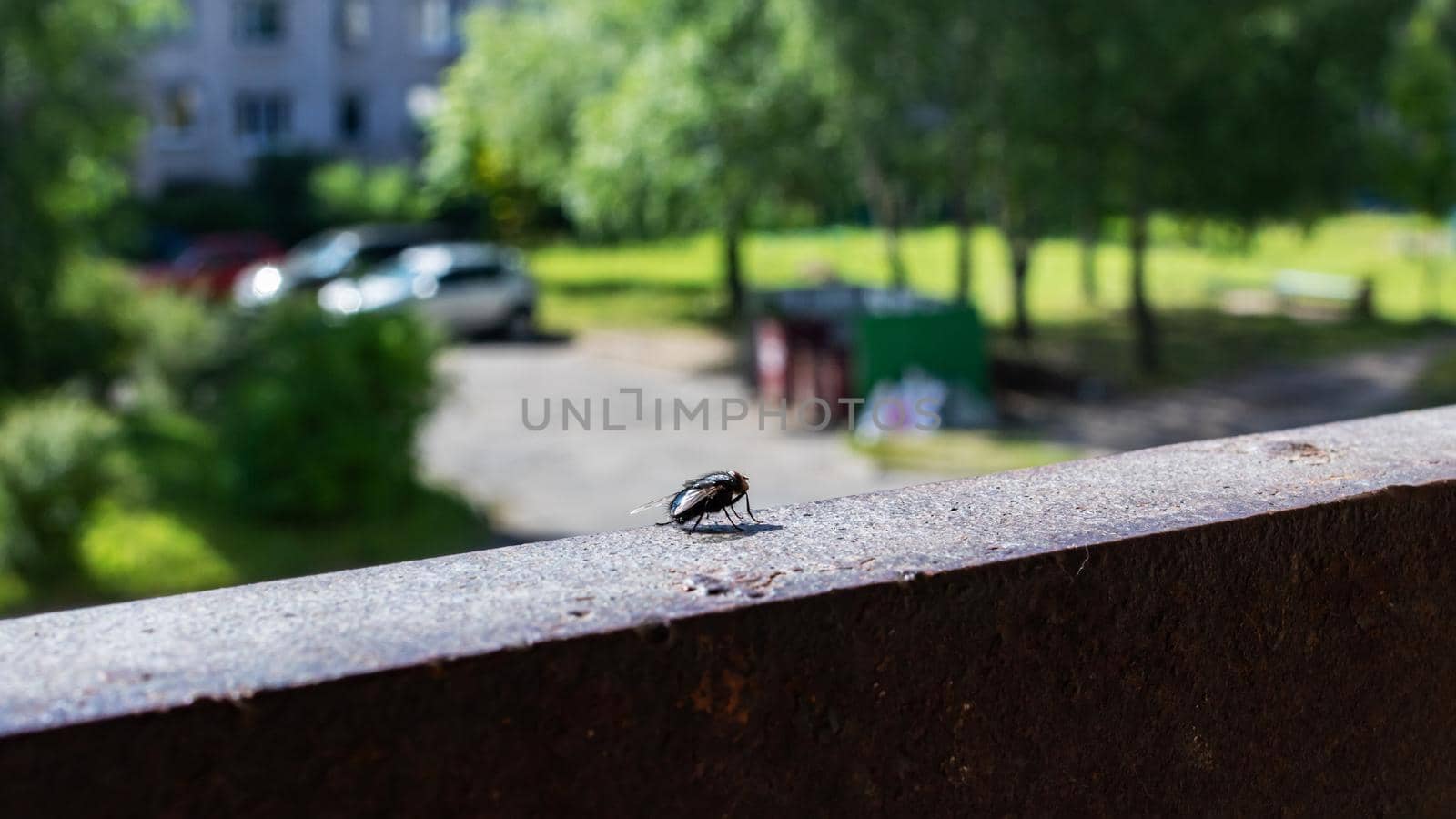 A big black fly sits on a metal railing