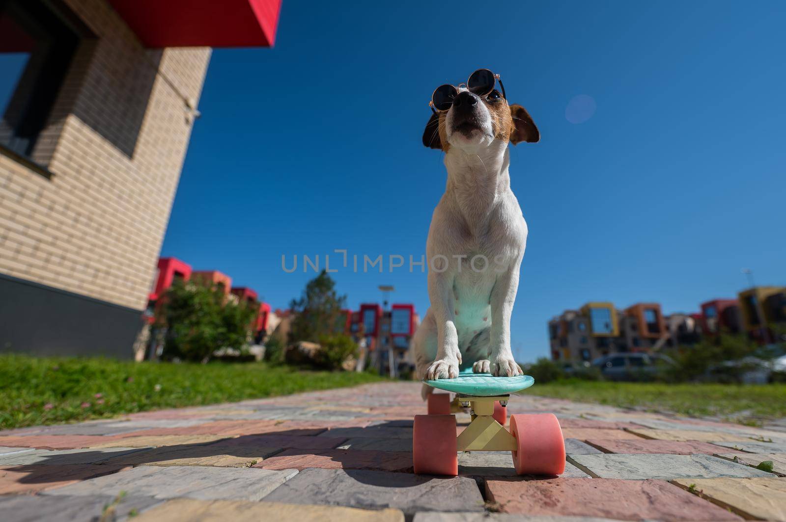 Jack russell terrier dog in sunglasses rides a skateboard outdoors on a sunny summer day. by mrwed54