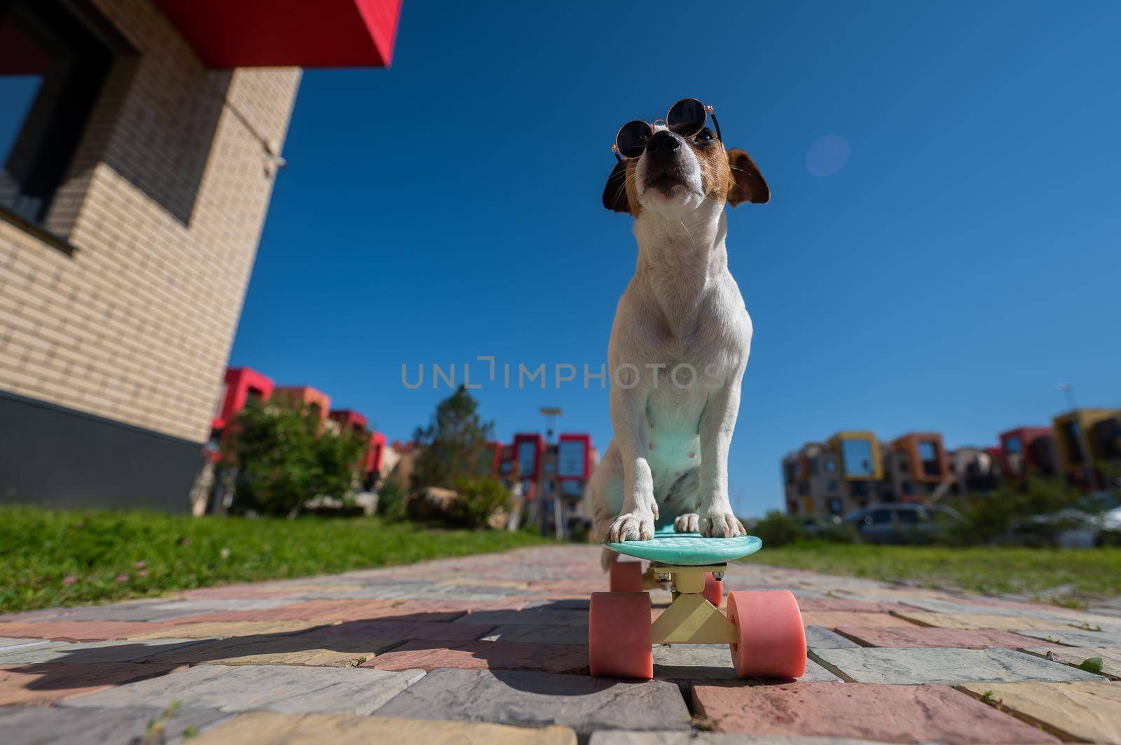 Jack russell terrier dog in sunglasses rides a skateboard outdoors on a sunny summer day