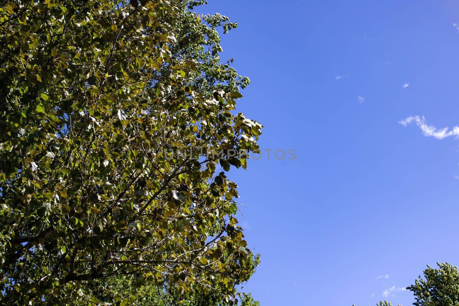 Green leaves on tree branches against blue sky, copy space