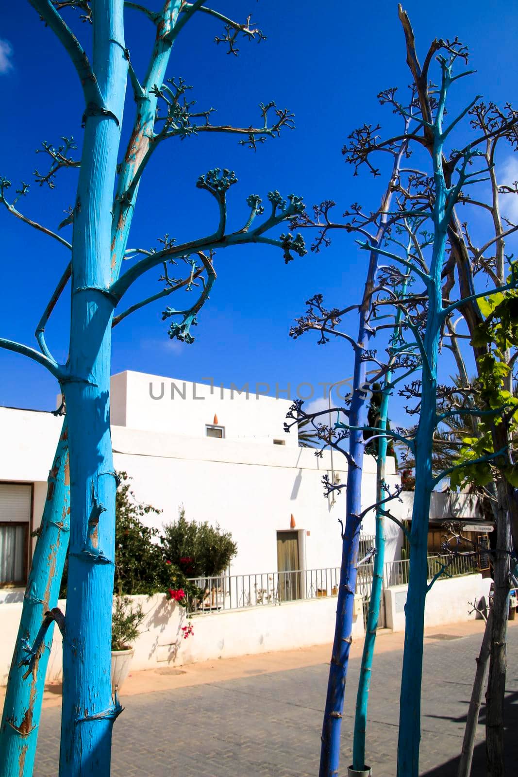 Blue painted agaves under blue sky in Rodalquilar, Cabo de Gata-Nijar natural park in Spain