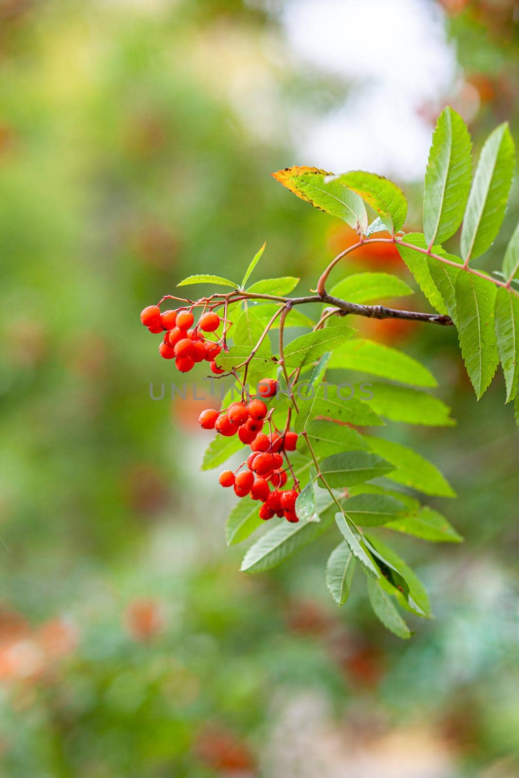 Mountain rowan ash branch berries on blurred green background. Autumn harvest still life scene. Soft focus backdrop photography. Copy space.