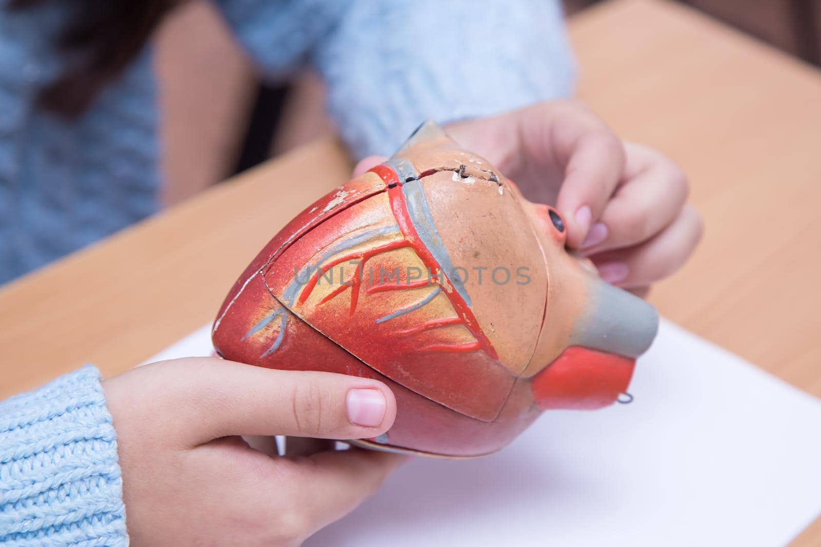Pupil's hands are examining the model of the heart in close-up. A schoolboy performs a task at the workplace. The concept of children's education, teaching knowledge, skills and abilities.
