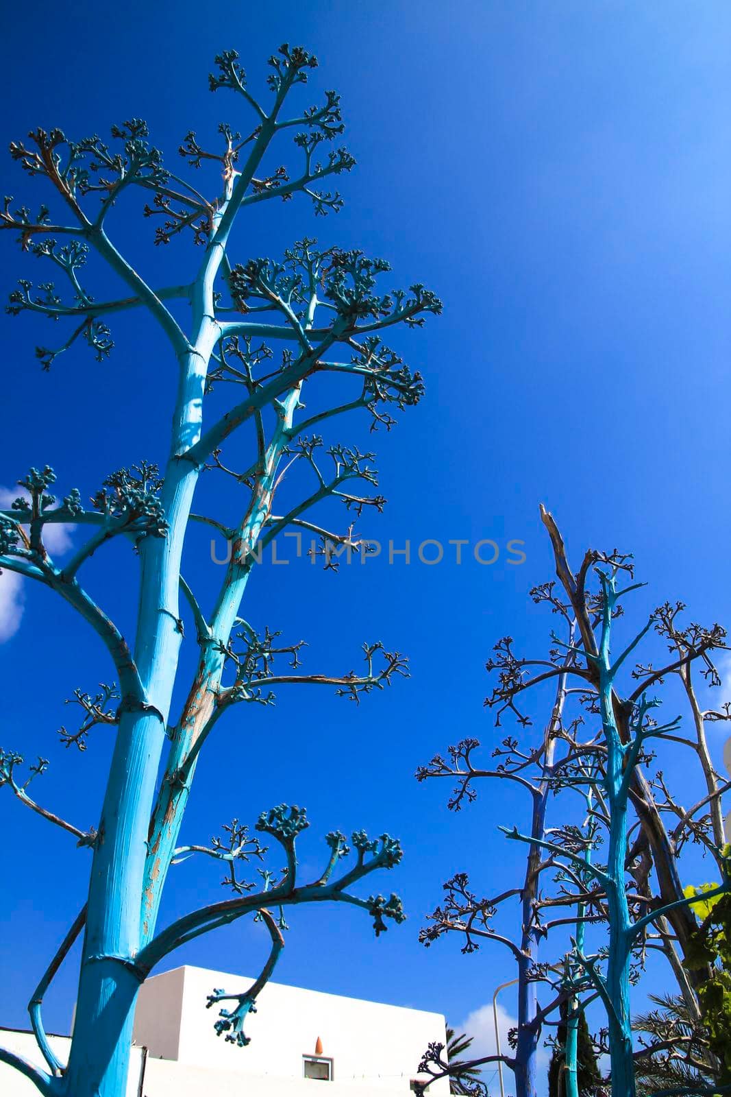 Blue painted agaves under blue sky in Rodalquilar, Cabo de Gata-Nijar natural park in Spain