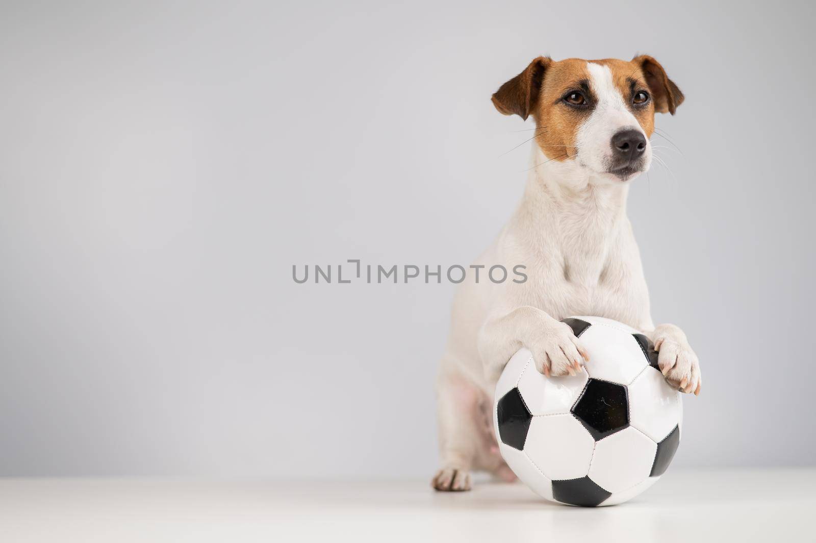 Jack russell terrier dog with soccer ball on white background by mrwed54