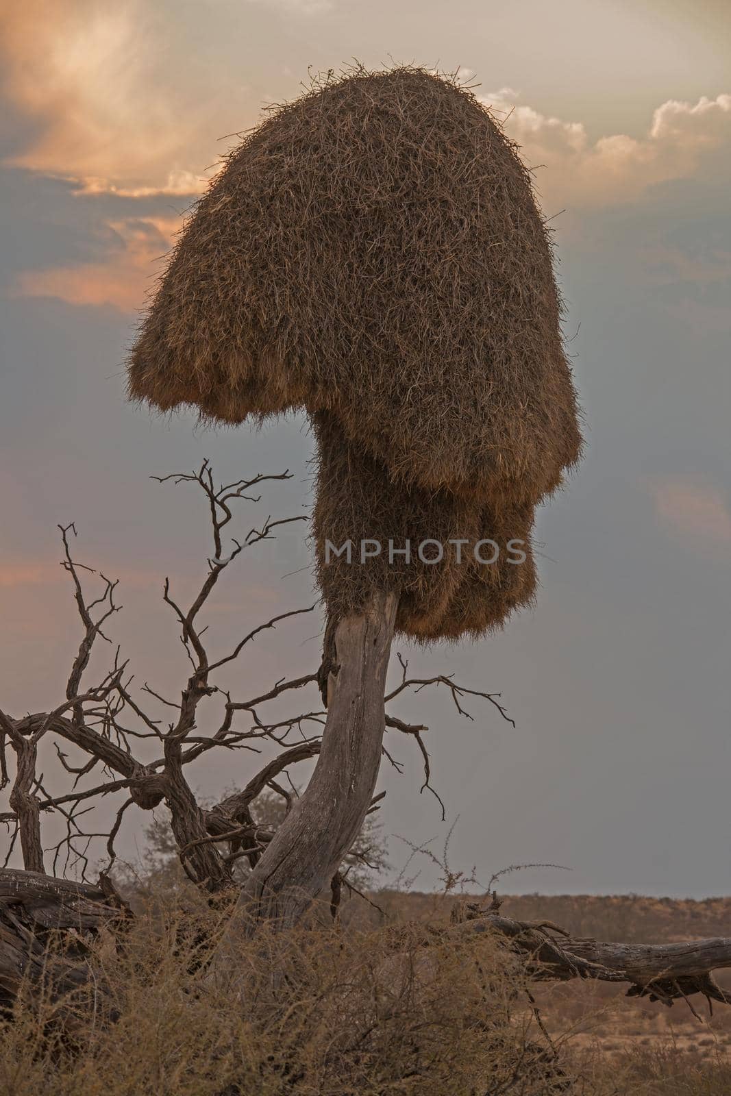 Nest of the Sociable Weaver 4879 by kobus_peche