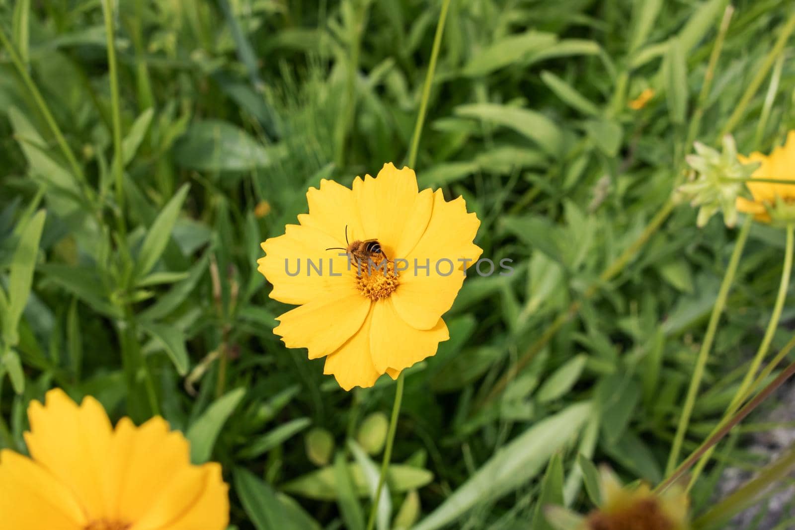 Bee on a yellow flower among green leaves close up