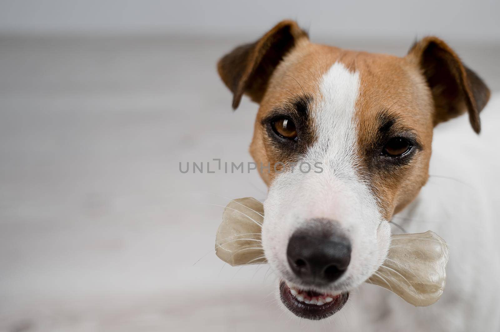 The dog holds a bone in its mouth. Jack russell terrier eating rawhide treat. by mrwed54