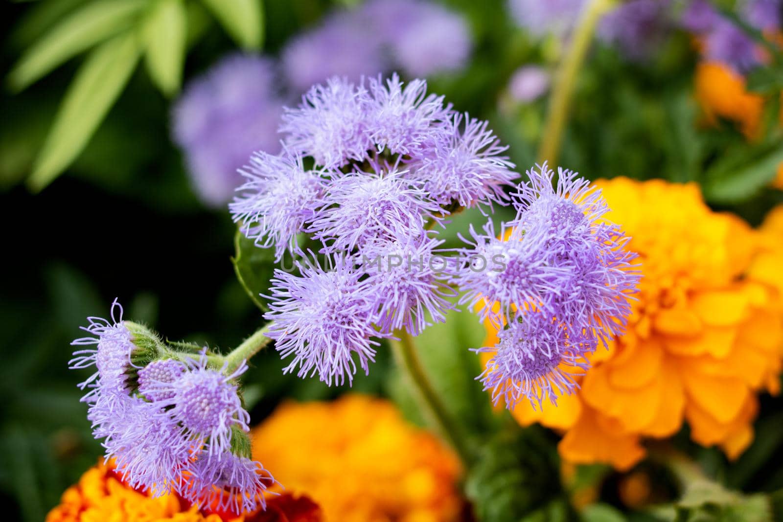 Purple ageratum flowers among green leaves closeup by Vera1703