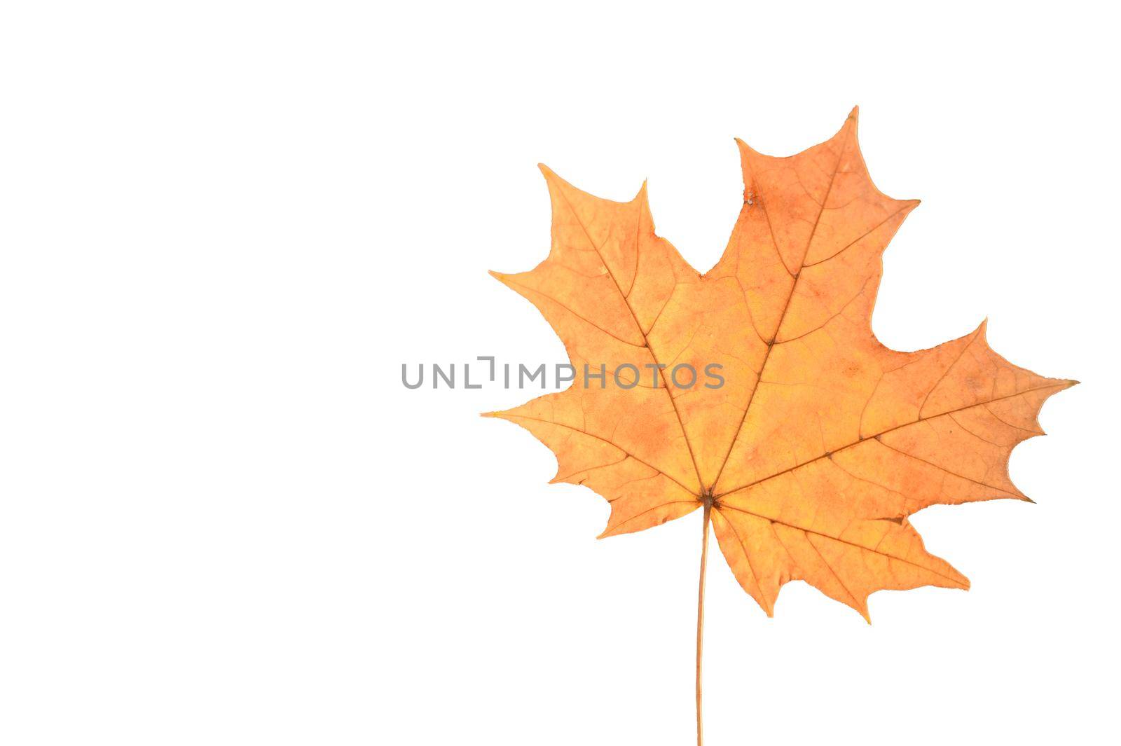 Yellow maple leaf on white background. Copy space