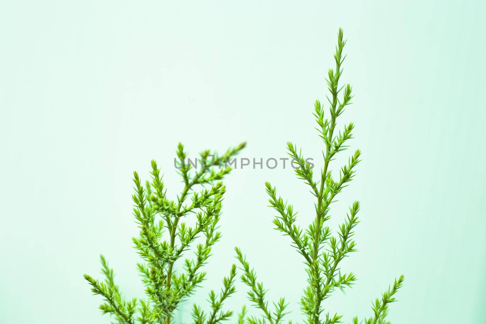 Young green branch of juniper on a mint background by levnat09