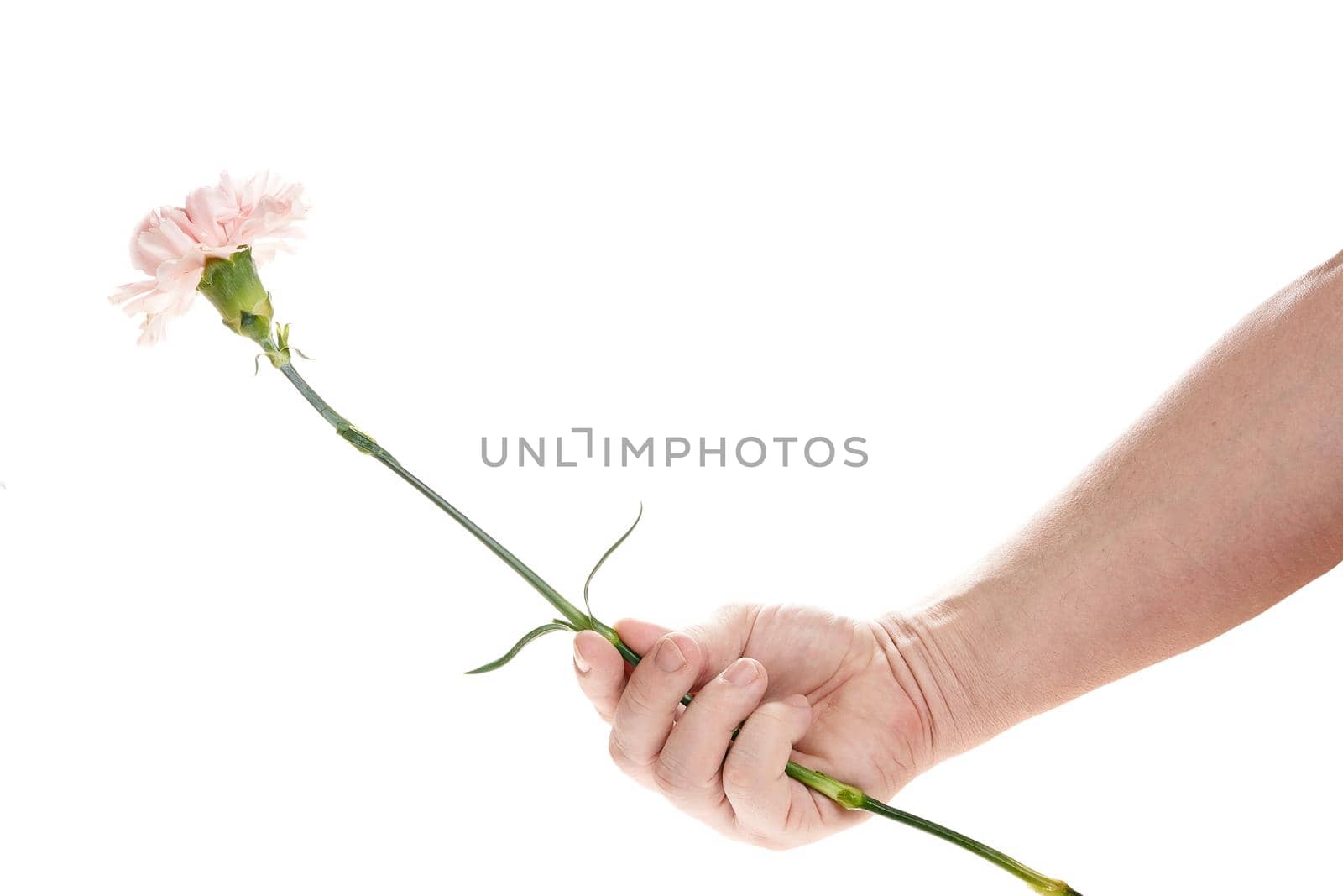 Hand holds a carnation flower on a white background, a template for designers. Close up