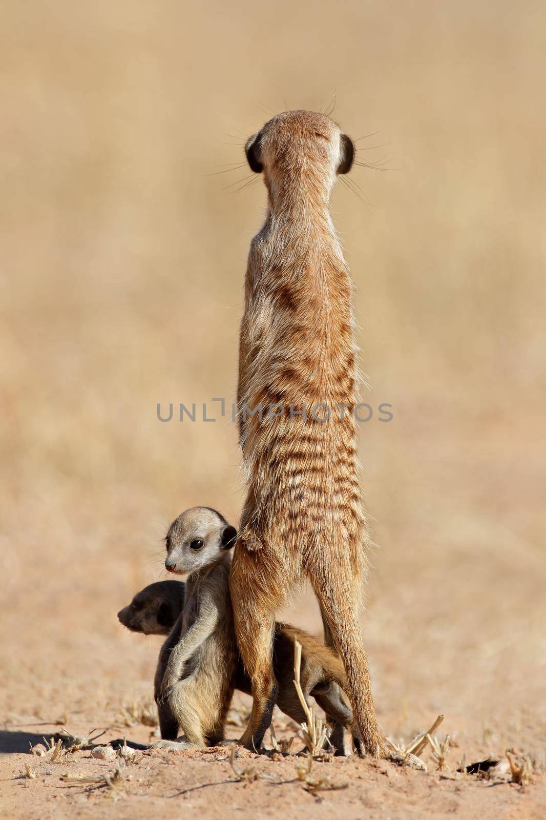 Alert meerkat (Suricata suricatta) with curious babies, Kalahari desert, South Africa