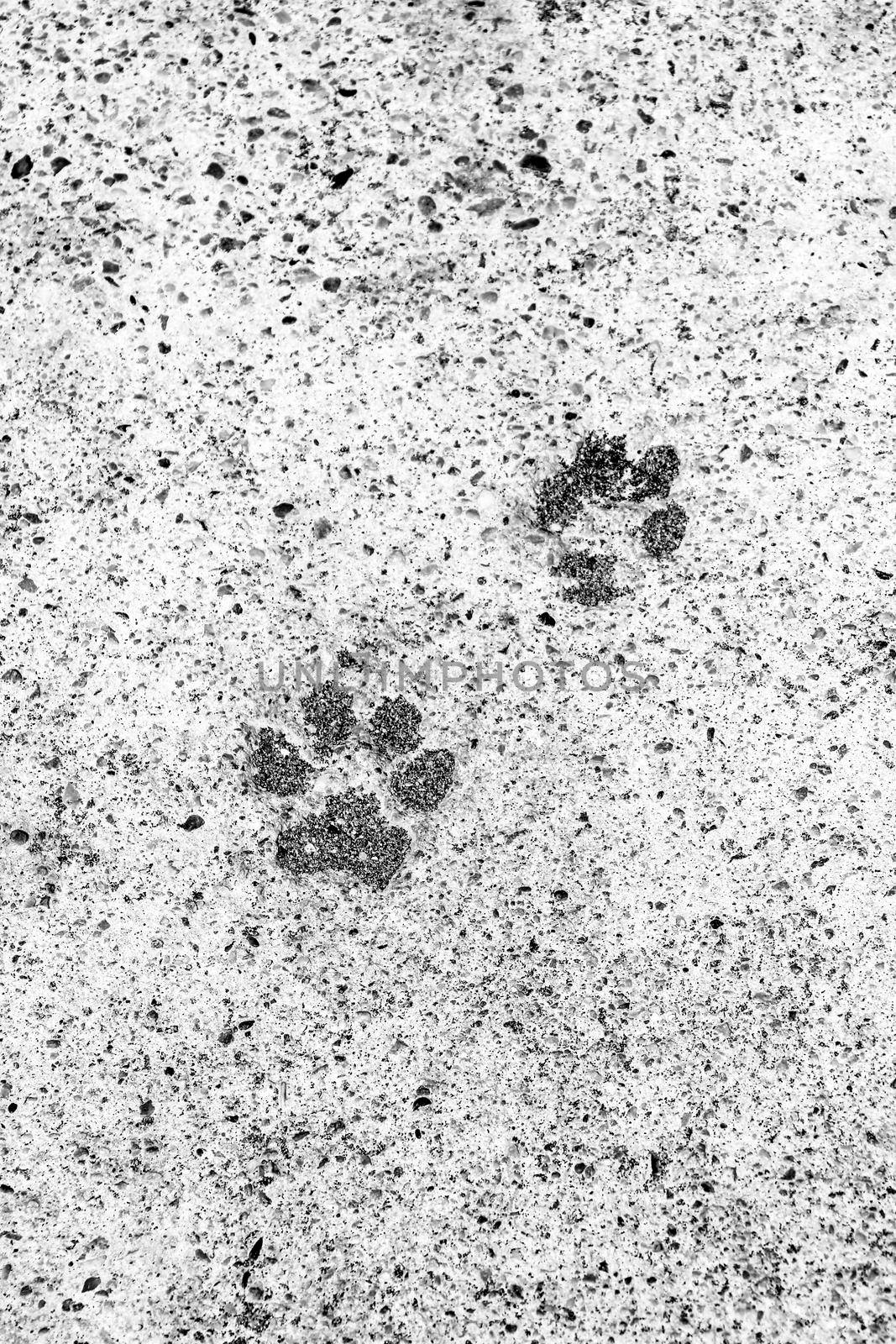 Dog footsteps on gray concrete block. Monochrome picture.