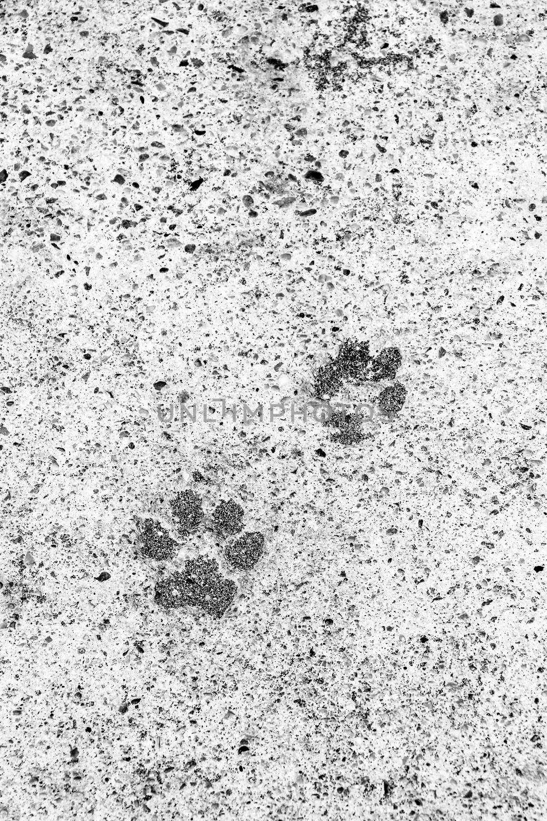 Dog footsteps on gray concrete block. Monochrome picture.