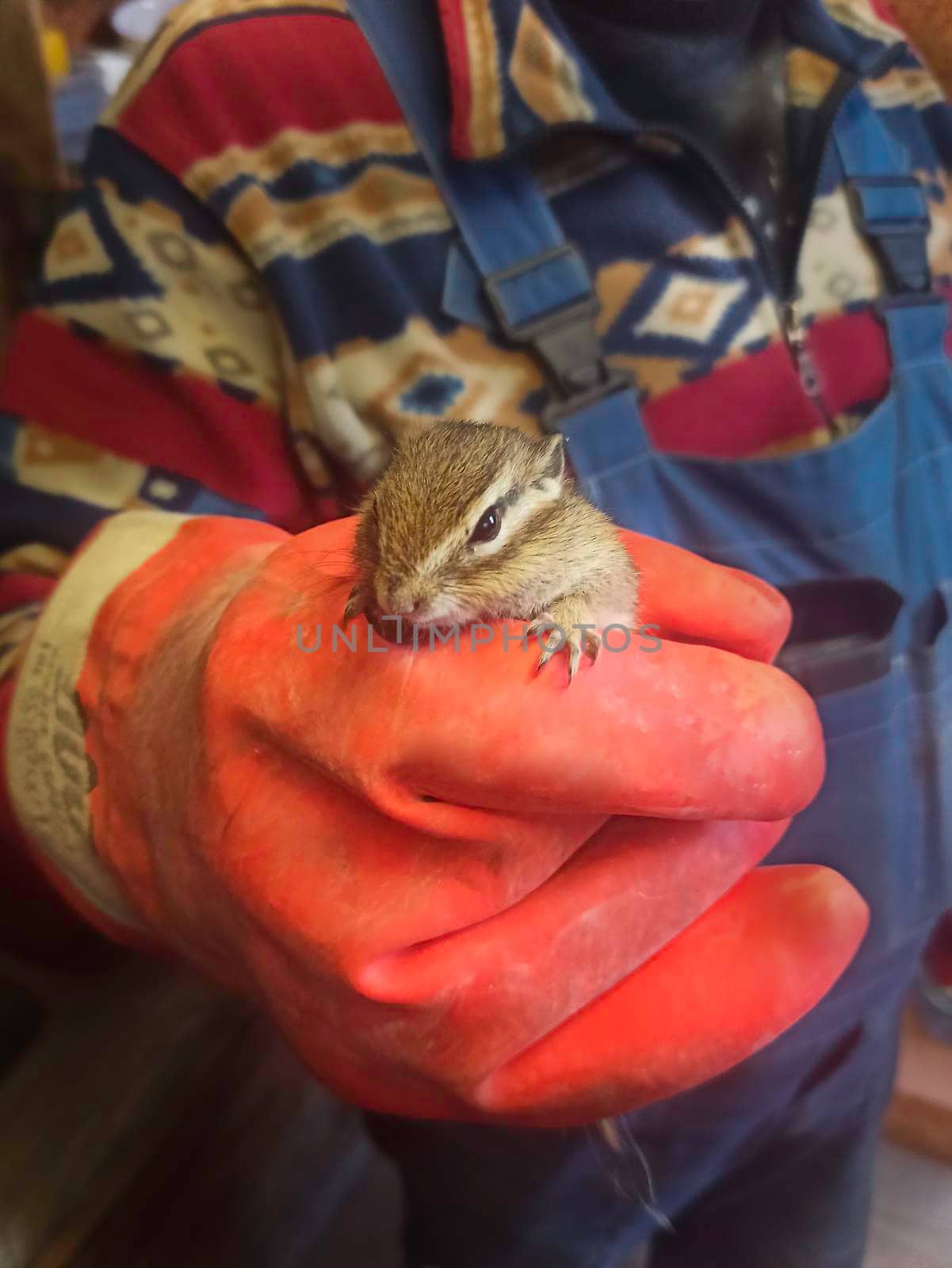 chipmunk in the hands of a worker. High quality photo