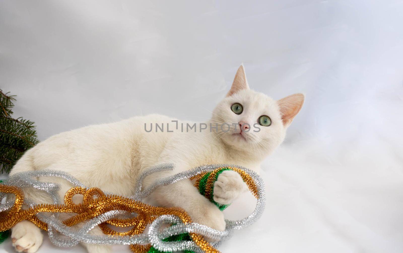 A white cat lies on a white background next to a festive tinsel by lapushka62