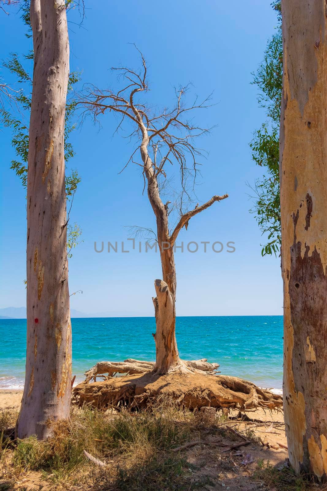 A dried tree at the Velika beach at Messinia by ankarb