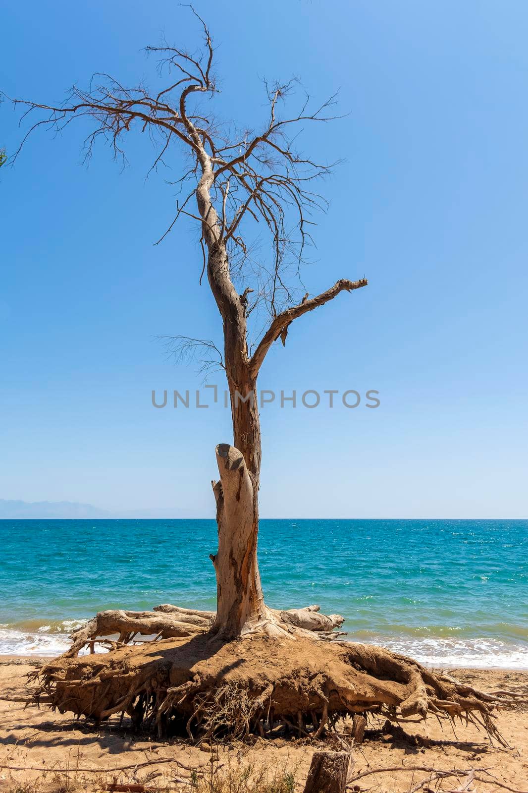 A dried tree at the Velika beach at Messinia by ankarb