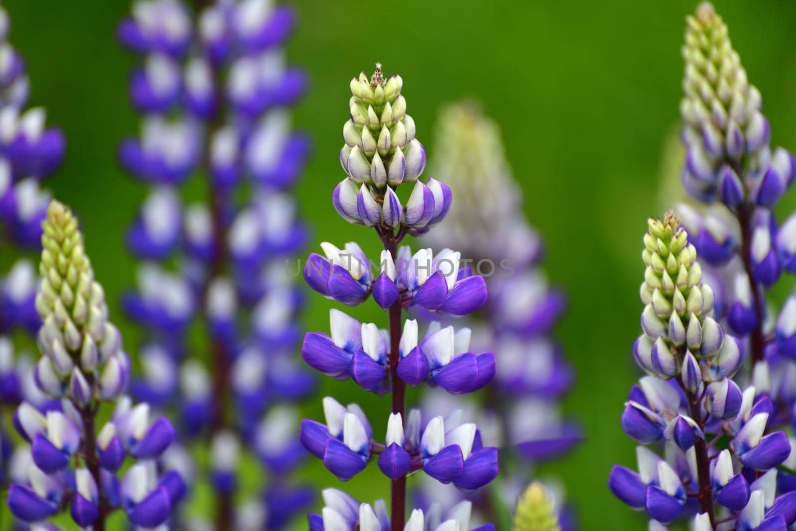 Beautiful meadow with a blooming wild lupine