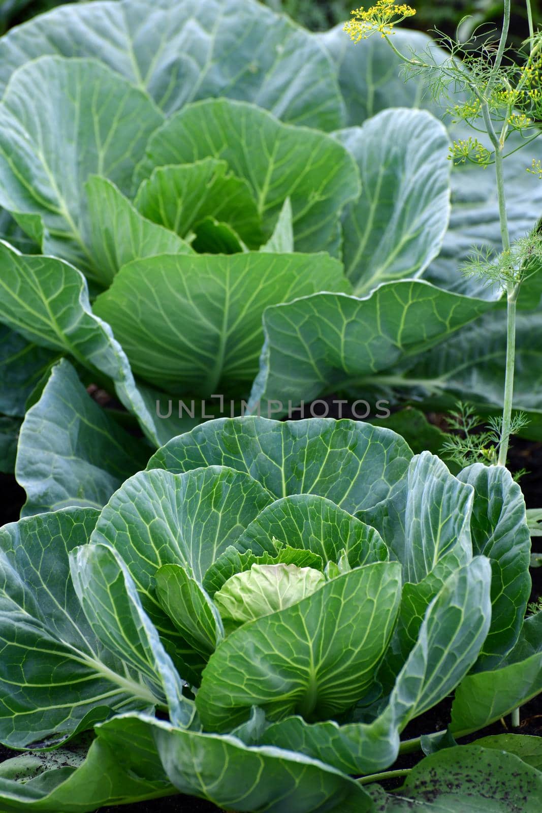 Young cabbage grows in a market garden by olgavolodina